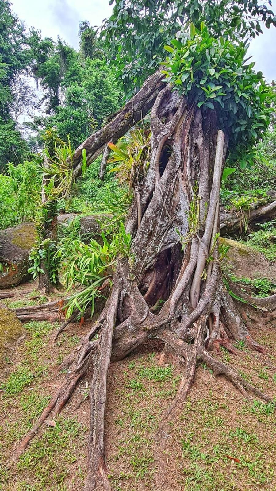 Recanto Da Margo 1, Casa Com Acesso A Cachoeira Paraty Dış mekan fotoğraf
